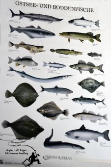 Fischplakat Ostsee und Boddenfische 